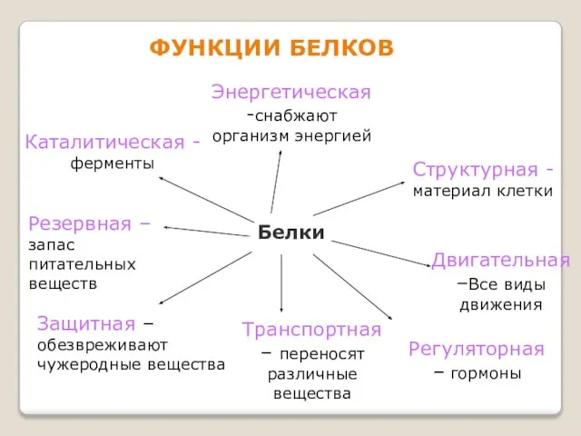 Белки Каталитическая -ферменты Защитная – обезвреживают чужеродные вещества Транспортная – переносят