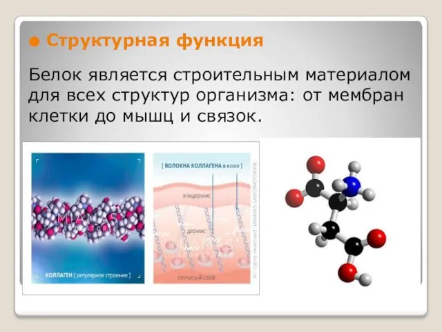 Белок является строительным материалом для всех структур организма: от мембран клетки