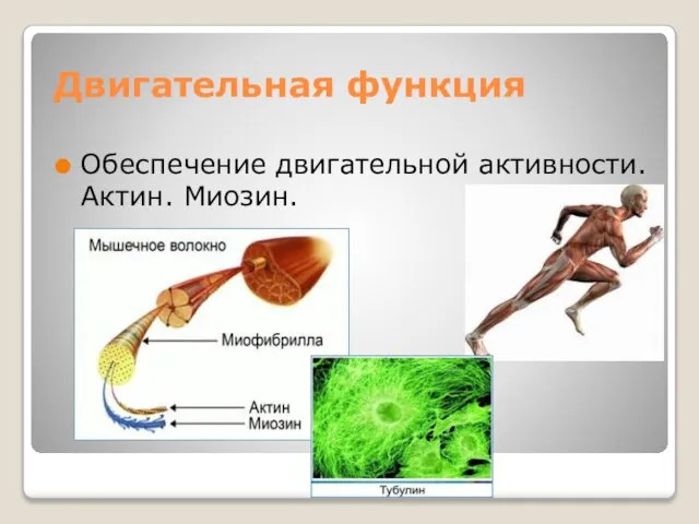 Двигательная функция Обеспечение двигательной активности. Актин. Миозин.