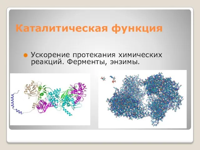 Каталитическая функция Ускорение протекания химических реакций. Ферменты, энзимы.