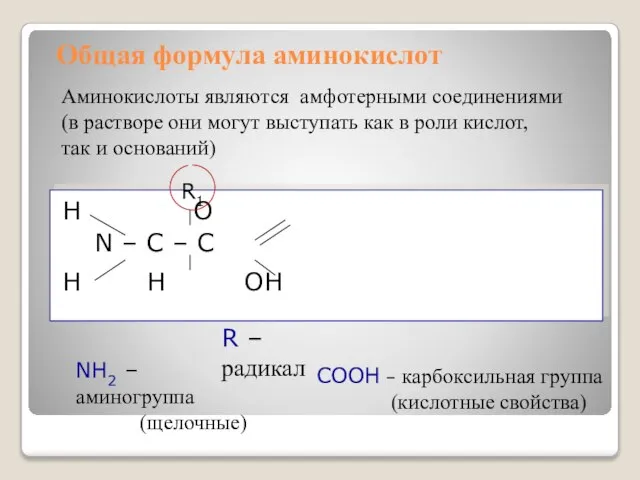 Общая формула аминокислот H O N – C – C H