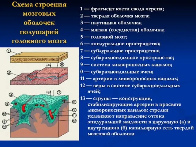 Схема строения мозговых оболочек полушарий головного мозга 1 — фрагмент кости