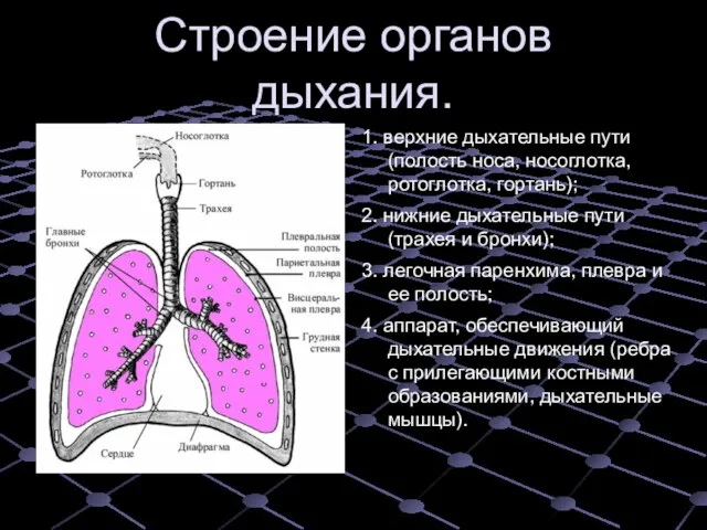 Строение органов дыхания. 1. верхние дыхательные пути (полость носа, носоглотка, ротоглотка,