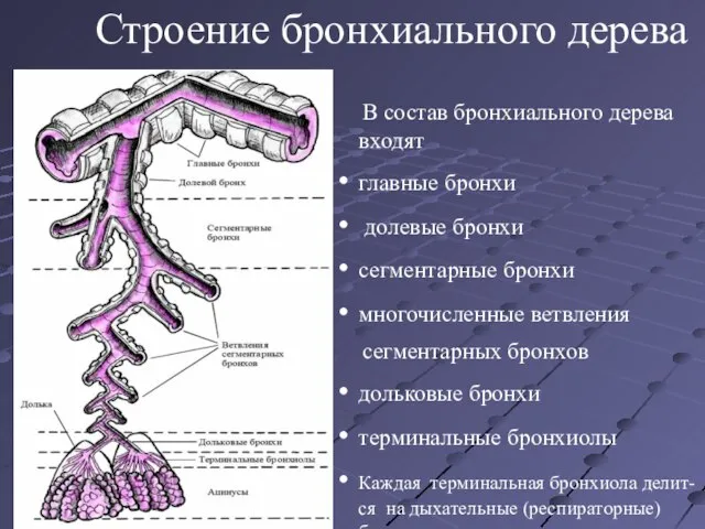 Строение бронхиального дерева В состав бронхиального дерева входят главные бронхи долевые