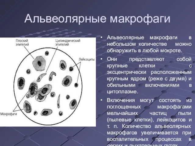 Альвеолярные макрофаги Альвеолярные макрофаги в небольшом количестве можно обнаружить в любой