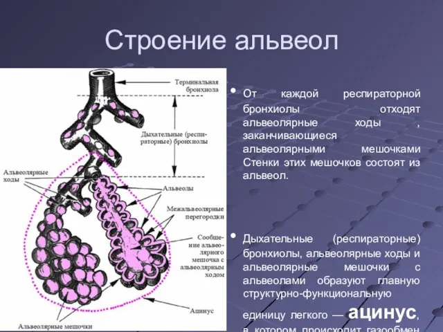 Строение альвеол От каждой респираторной бронхиолы отходят альвеолярные ходы , заканчивающиеся