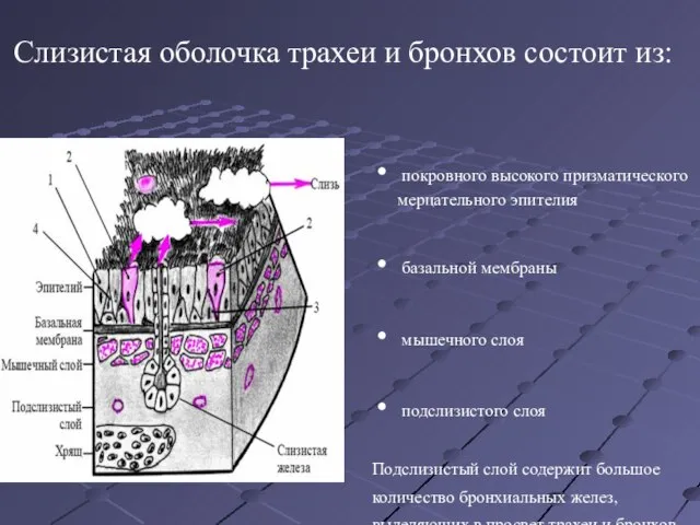 Слизистая оболочка трахеи и бронхов состоит из: покровного высокого призматического мерцательного