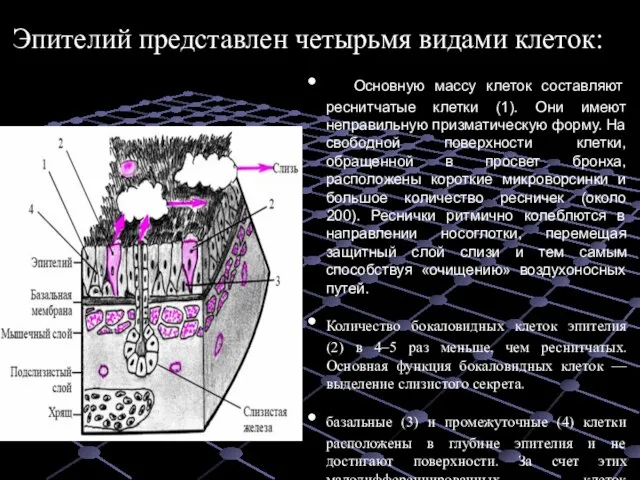 Эпителий представлен четырьмя видами клеток: Основную массу клеток составляют реснитчатые клетки