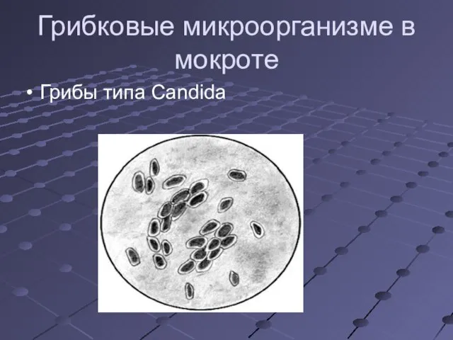 Грибковые микроорганизме в мокроте Грибы типа Candida