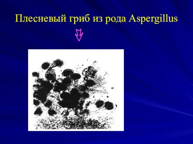 Плесневый гриб из рода Aspergillus