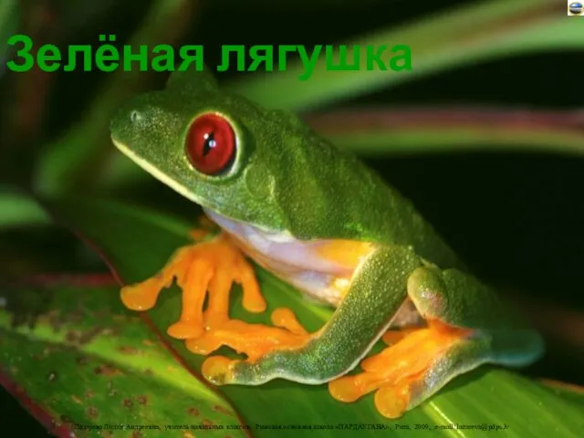 Зелёная лягушка