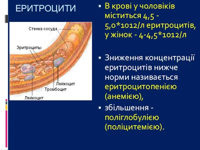 ЕРИТРОЦИТИ В крові у чоловіків міститься 4,5 - 5,0*1012/л еритроцитів, у