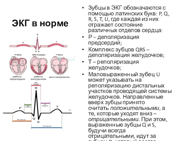 ЭКГ в норме Зубцы в ЭКГ обозначаются с помощью латинских букв: