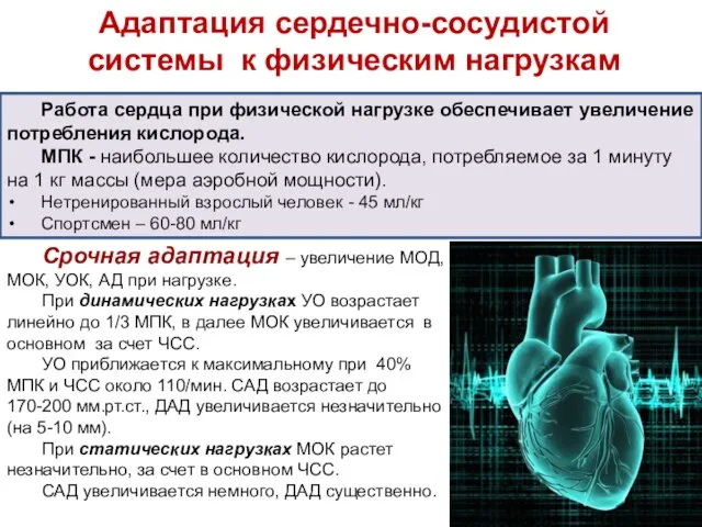 Работа сердца при физической нагрузке обеспечивает увеличение потребления кислорода. МПК -