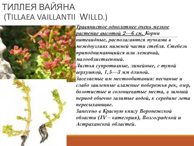 ТИЛЛЕЯ ВАЙЯНА (TILLAEA VAILLANTII WILLD.) Травянистое однолетнее очень мелкое растение высотой