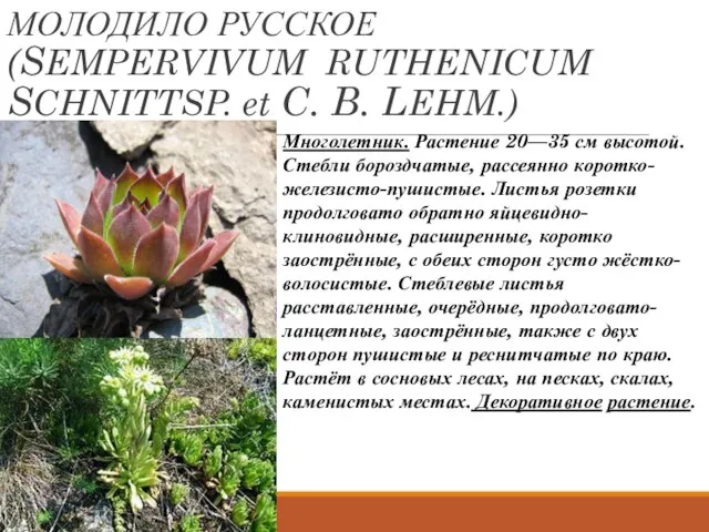 МОЛОДИЛО РУССКОЕ (SEMPERVIVUM RUTHENICUM SCHNITTSP. et C. B. LEHM.) Многолетник. Растение