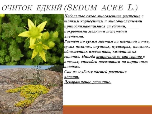 ОЧИТОК ЕДКИЙ (SEDUM ACRE L.) Небольшое голое многолетнее растение с тонким