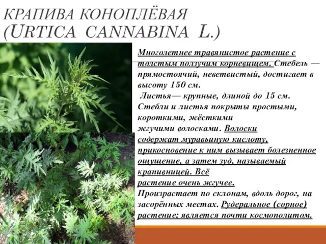 КРАПИВА КОНОПЛЁВАЯ (URTICA CANNABINA L.) Многолетнее травянистое растение с толстым ползучим