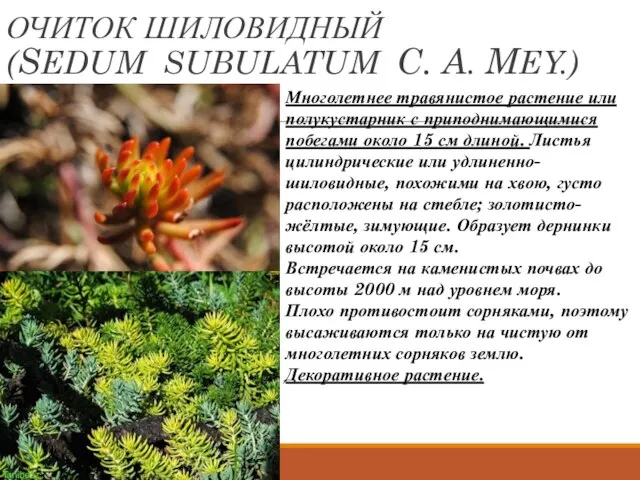 ОЧИТОК ШИЛОВИДНЫЙ (SEDUM SUBULATUM C. A. MEY.) Многолетнее травянистое растение или