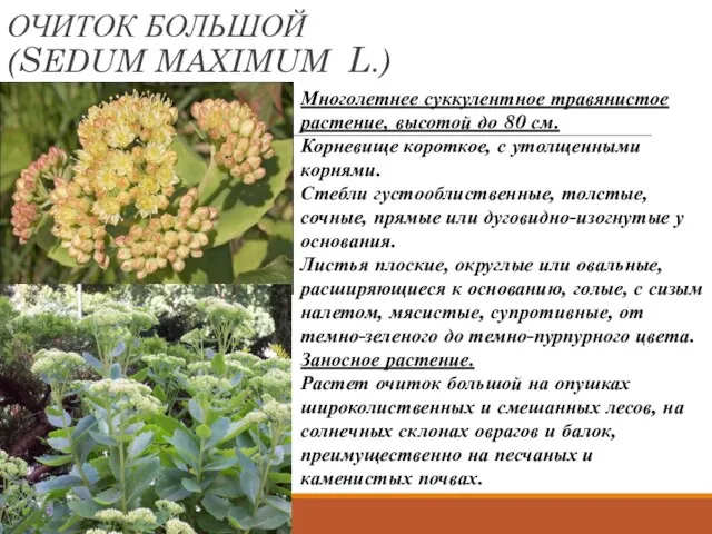 ОЧИТОК БОЛЬШОЙ (SEDUM MAXIMUM L.) Многолетнее суккулентное травянистое растение, высотой до