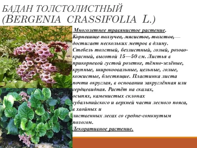 БАДАН ТОЛСТОЛИСТНЫЙ (BERGENIA CRASSIFOLIA L.) Многолетнее травянистое растение. Корневище ползучее, мясистое,