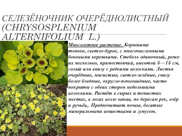 СЕЛЕЗЁНОЧНИК ОЧЕРЁДНОЛИСТНЫЙ (CHRYSOSPLENIUM ALTERNIFOLIUM L.) Многолетнее растение. Корневище тонкое, светло-бурое, с