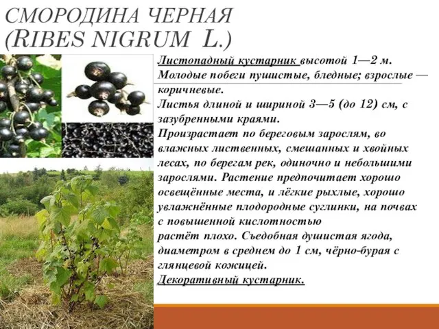 СМОРОДИНА ЧЕРНАЯ (RIBES NIGRUM L.) Листопадный кустарник высотой 1—2 м. Молодые