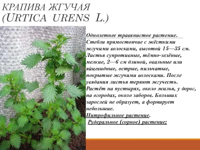 КРАПИВА ЖГУЧАЯ (URTICA URENS L.) Однолетнее травянистое растение. Стебли прямостоячие с