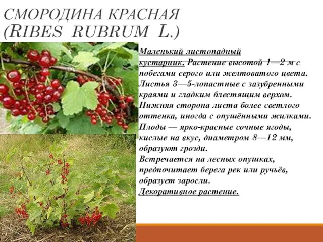 СМОРОДИНА КРАСНАЯ (RIBES RUBRUM L.) Маленький листопадный кустарник. Растение высотой 1—2