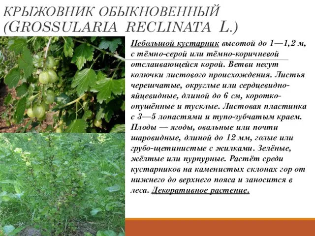 КРЫЖОВНИК ОБЫКНОВЕННЫЙ (GROSSULARIA RECLINATA L.) Небольшой кустарник высотой до 1—1,2 м,