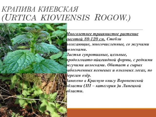КРАПИВА КИЕВСКАЯ (URTICA KIOVIENSIS ROGOW.) Многолетнее травянистое растение высотой 80-120 см.