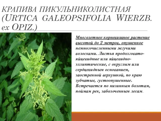 КРАПИВА ПИКУЛЬНИКОЛИСТНАЯ (URTICA GALEOPSIFOLIA WIERZB. ex OPIZ.) Многолетнее корневищное растение высотой