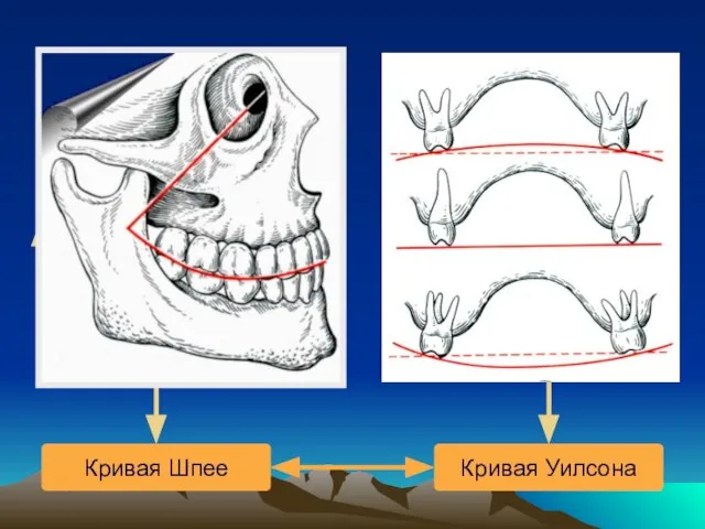 Кривая Уилсона Кривая Шпее