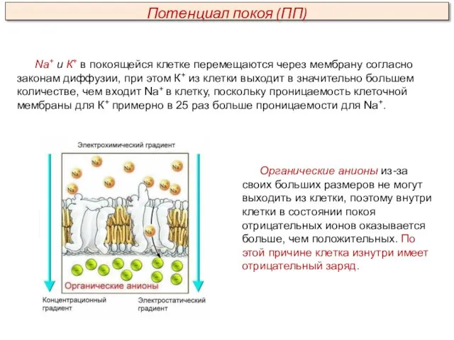 Na+ и К+ в покоящейся клетке перемещаются через мембрану согласно законам