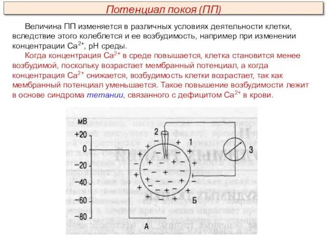 Величина ПП изменяется в различных условиях деятельности клетки, вследствие этого колеблется