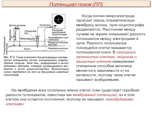 Когда кончик микроэлектрода проходит сквозь плазматическую мембрану аксона, лучи осциллографа раздвигаются.