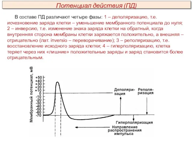 В составе ПД различают четыре фазы: 1 – деполяризацию, т.е. исчезновение