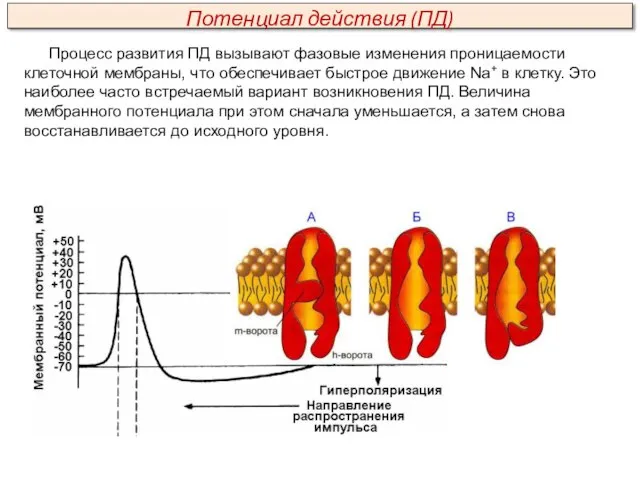 Процесс развития ПД вызывают фазовые изменения проницаемости клеточной мембраны, что обеспечивает