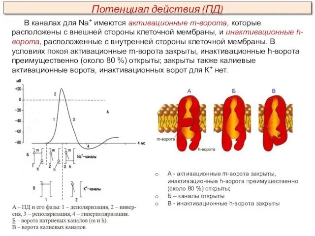 В каналах для Na+ имеются активационные m-ворота, которые расположены с внешней