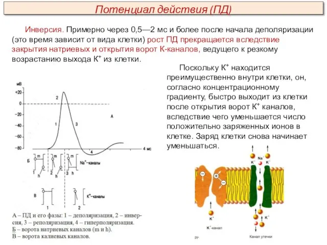 Инверсия. Примерно через 0,5—2 мс и более после начала деполяризации (это