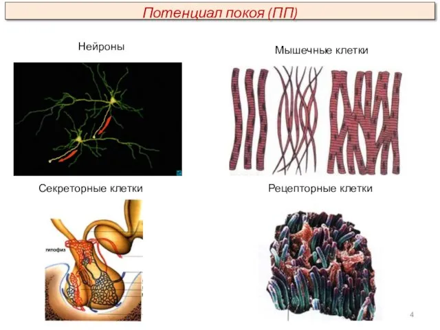 Мышечные клетки Секреторные клетки Рецепторные клетки Нейроны Потенциал покоя (ПП)