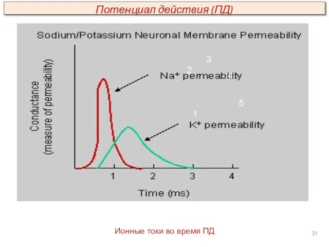 1 Ионные токи во время ПД 2 3 4 5 Потенциал действия (ПД)