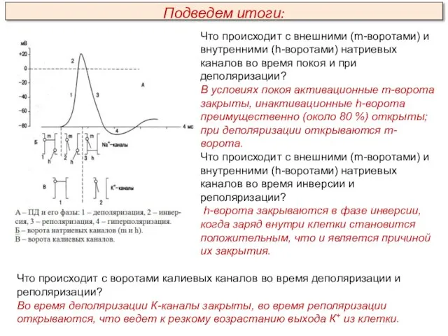 Что происходит с внешними (m-воротами) и внутренними (h-воротами) натриевых каналов во