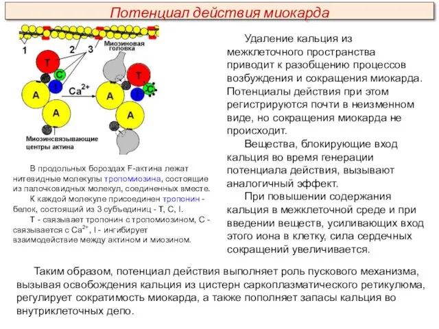 Удаление кальция из межклеточного пространства приводит к разобщению процессов возбуждения и