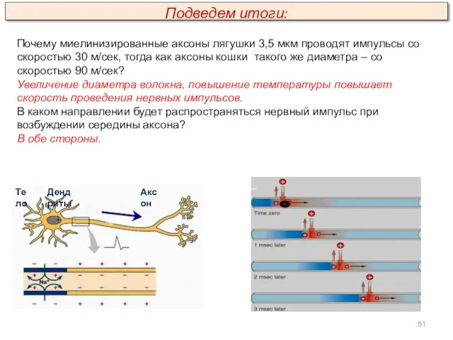 Почему миелинизированные аксоны лягушки 3,5 мкм проводят импульсы со скоростью 30