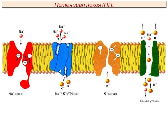 Потенциал покоя (ПП)