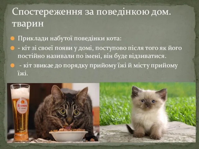 Приклади набутої поведінки кота: - кіт зі своеї появи у домі,