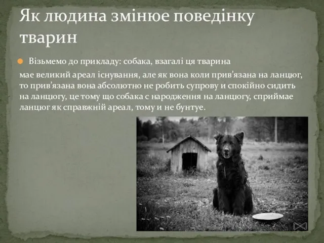 Візьмемо до прикладу: собака, взагалі ця тварина мае великий ареал існування,