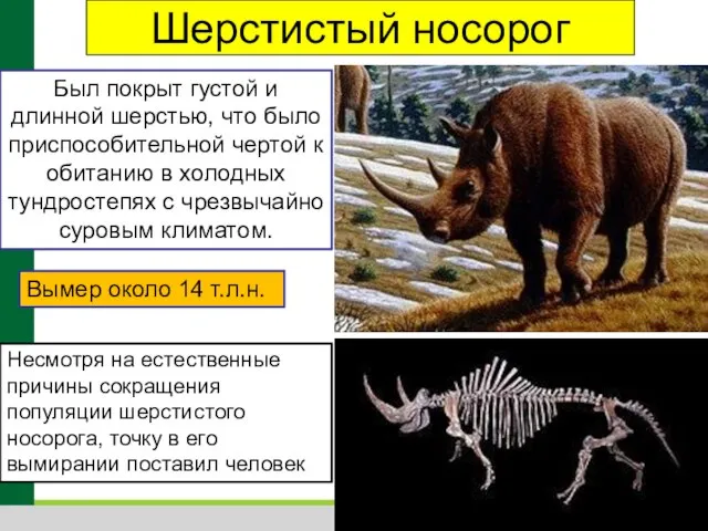 Шерстистый носорог Был покрыт густой и длинной шерстью, что было приспособительной