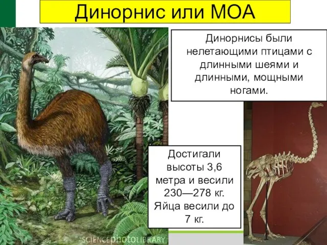 Динорнис или МОА Динорнисы были нелетающими птицами с длинными шеями и